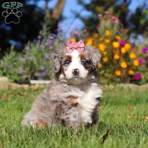 Molly, Mini Bernedoodle Puppy