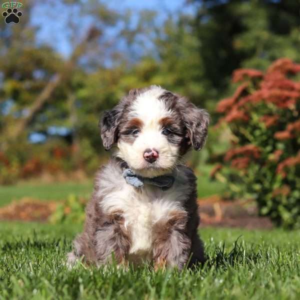 Mooney, Mini Bernedoodle Puppy