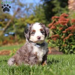 Mooney, Mini Bernedoodle Puppy