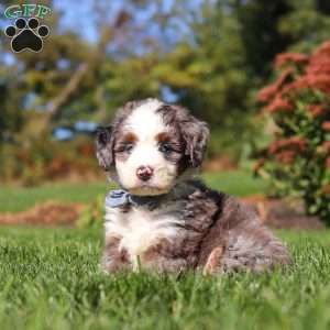 Mooney, Mini Bernedoodle Puppy