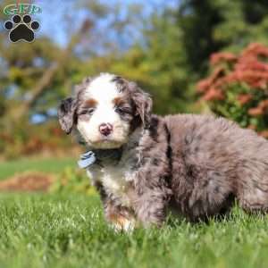 Mooney, Mini Bernedoodle Puppy
