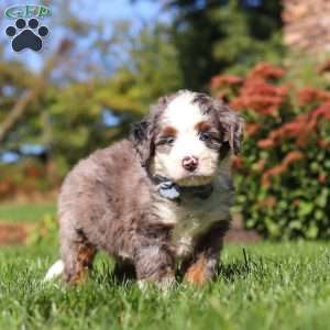 Mooney, Mini Bernedoodle Puppy