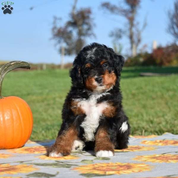 Moose, Mini Bernedoodle Puppy
