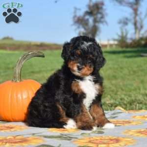 Moose, Mini Bernedoodle Puppy
