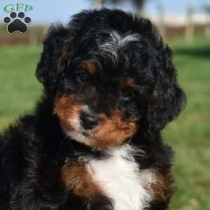 Moose, Mini Bernedoodle Puppy