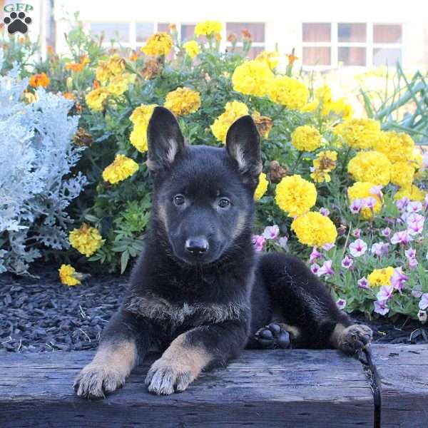 Morgan, German Shepherd Puppy