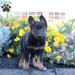 Morgan, German Shepherd Puppy