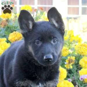 Morgan, German Shepherd Puppy