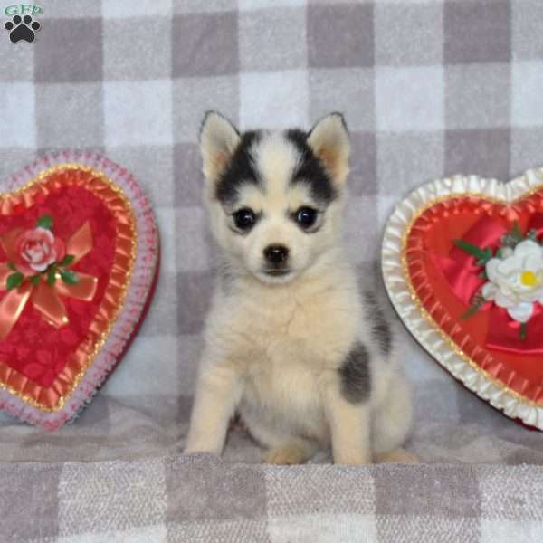 Mountain Dew, Pomsky Puppy