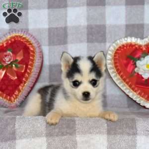 Mountain Dew, Pomsky Puppy