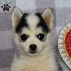 Mountain Dew, Pomsky Puppy