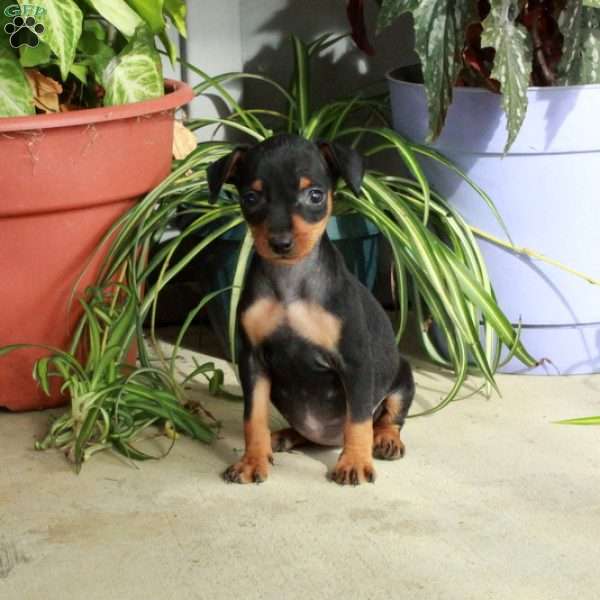 Moxie, Miniature Pinscher Puppy