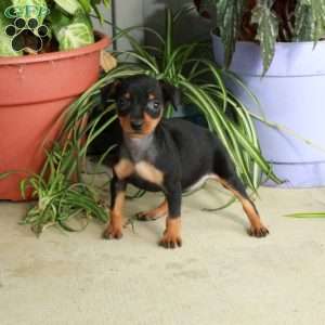 Moxie, Miniature Pinscher Puppy