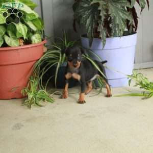 Moxie, Miniature Pinscher Puppy