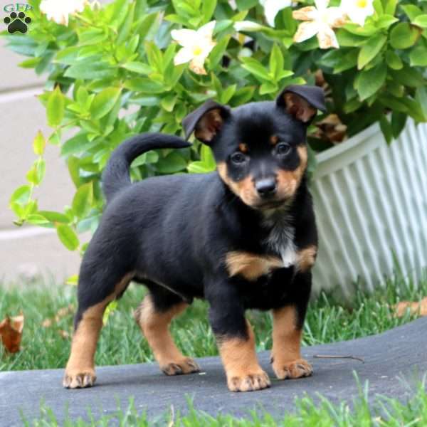 Muff, Welsh Corgi Mix Puppy