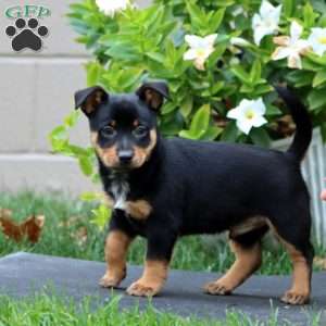 Muff, Welsh Corgi Mix Puppy