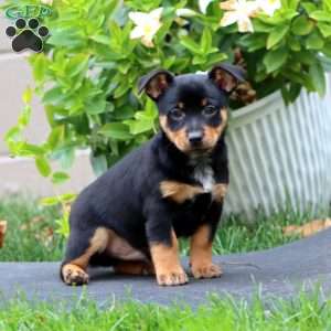 Muff, Welsh Corgi Mix Puppy