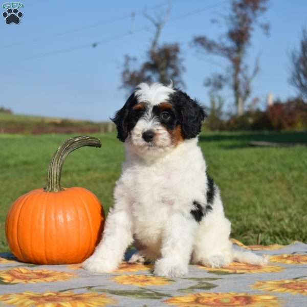 Muffin, Mini Bernedoodle Puppy