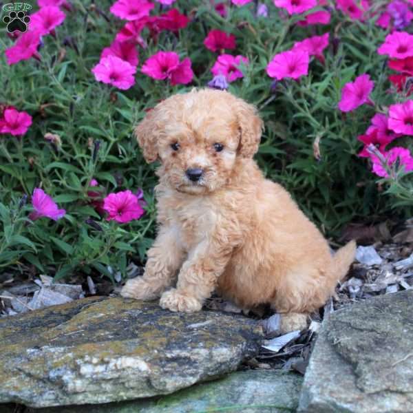 Muffin, Mini Labradoodle Puppy