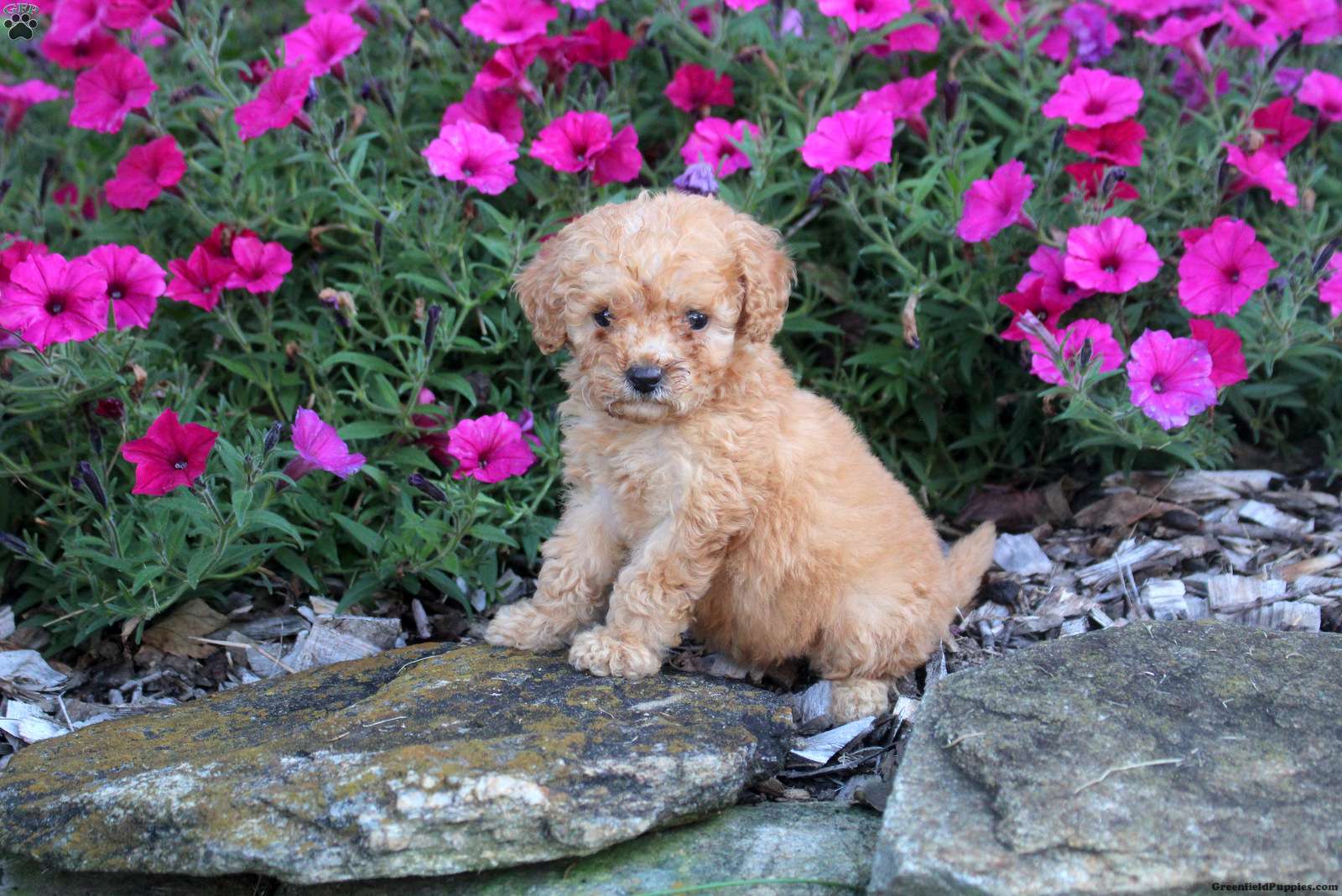 Muffin (Doodle / designer cross, Female) in Willow Street, PA