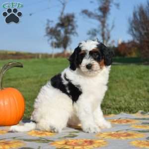 Muffin, Mini Bernedoodle Puppy
