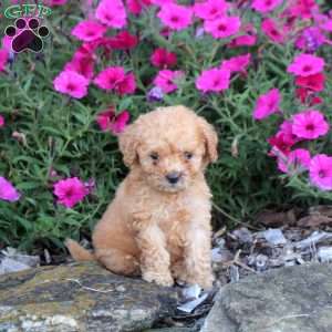 Muffin, Mini Labradoodle Puppy