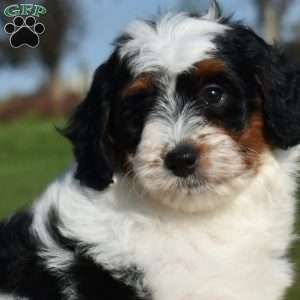 Muffin, Mini Bernedoodle Puppy