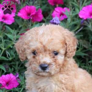 Muffin, Mini Labradoodle Puppy