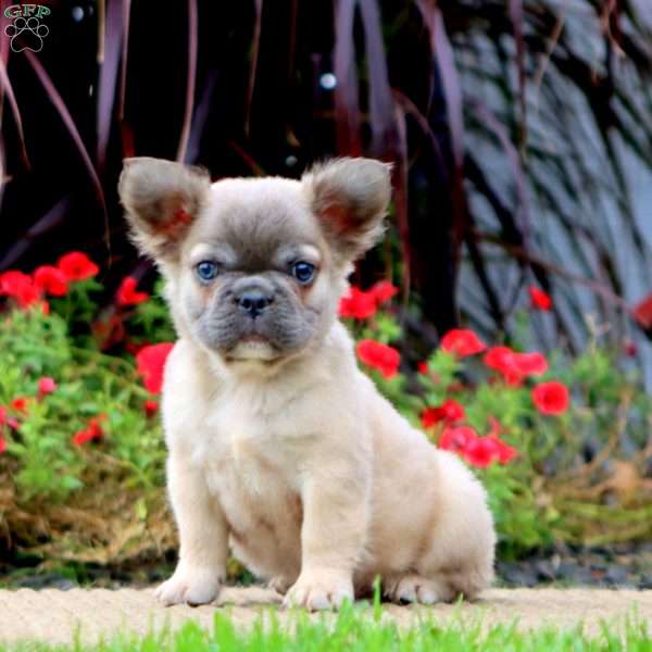 Muffin – Longhaired, French Bulldog Puppy