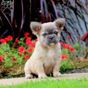 Muffin – Longhaired, French Bulldog Puppy
