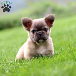 Muffin – Longhaired, French Bulldog Puppy