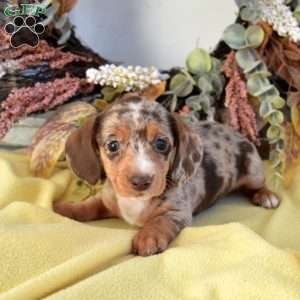 Nala, Dachshund Puppy