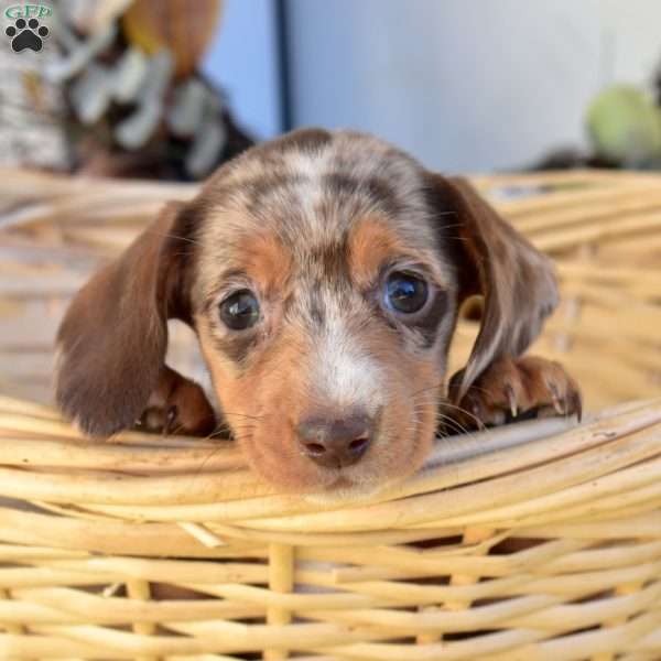 Nala, Dachshund Puppy