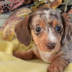 Nala, Dachshund Puppy
