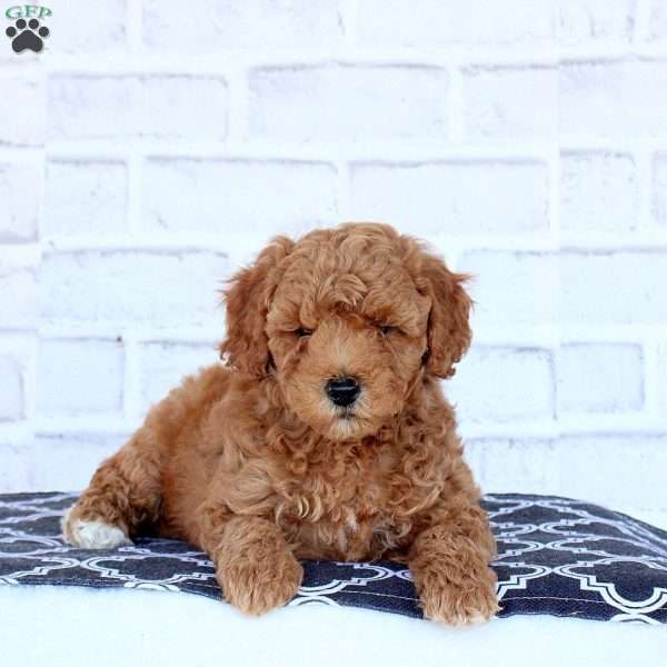 Nash, Mini Goldendoodle Puppy