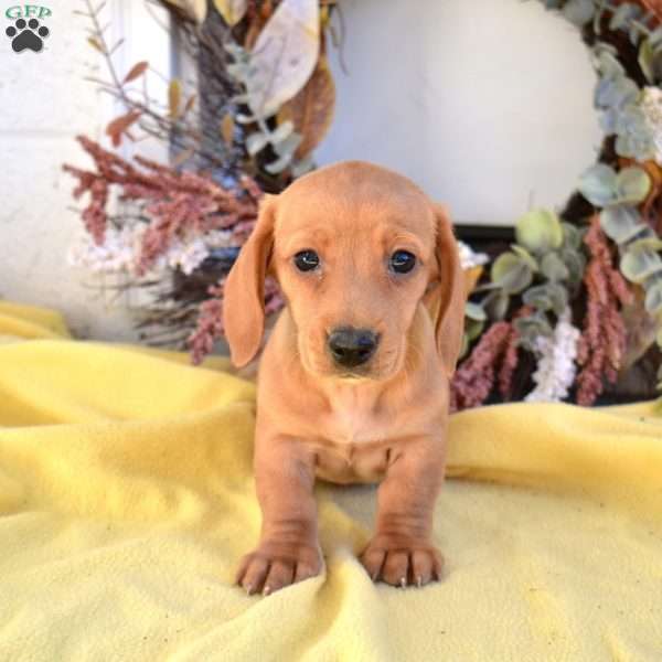 Nash, Dachshund Puppy