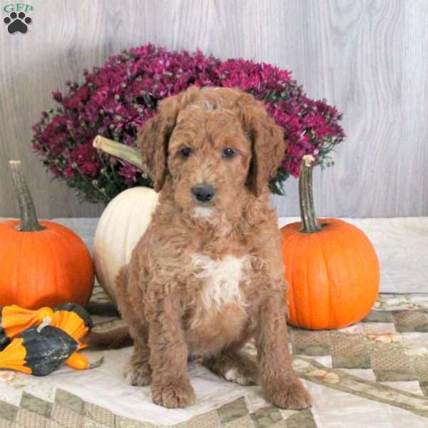 Nash, Goldendoodle Puppy