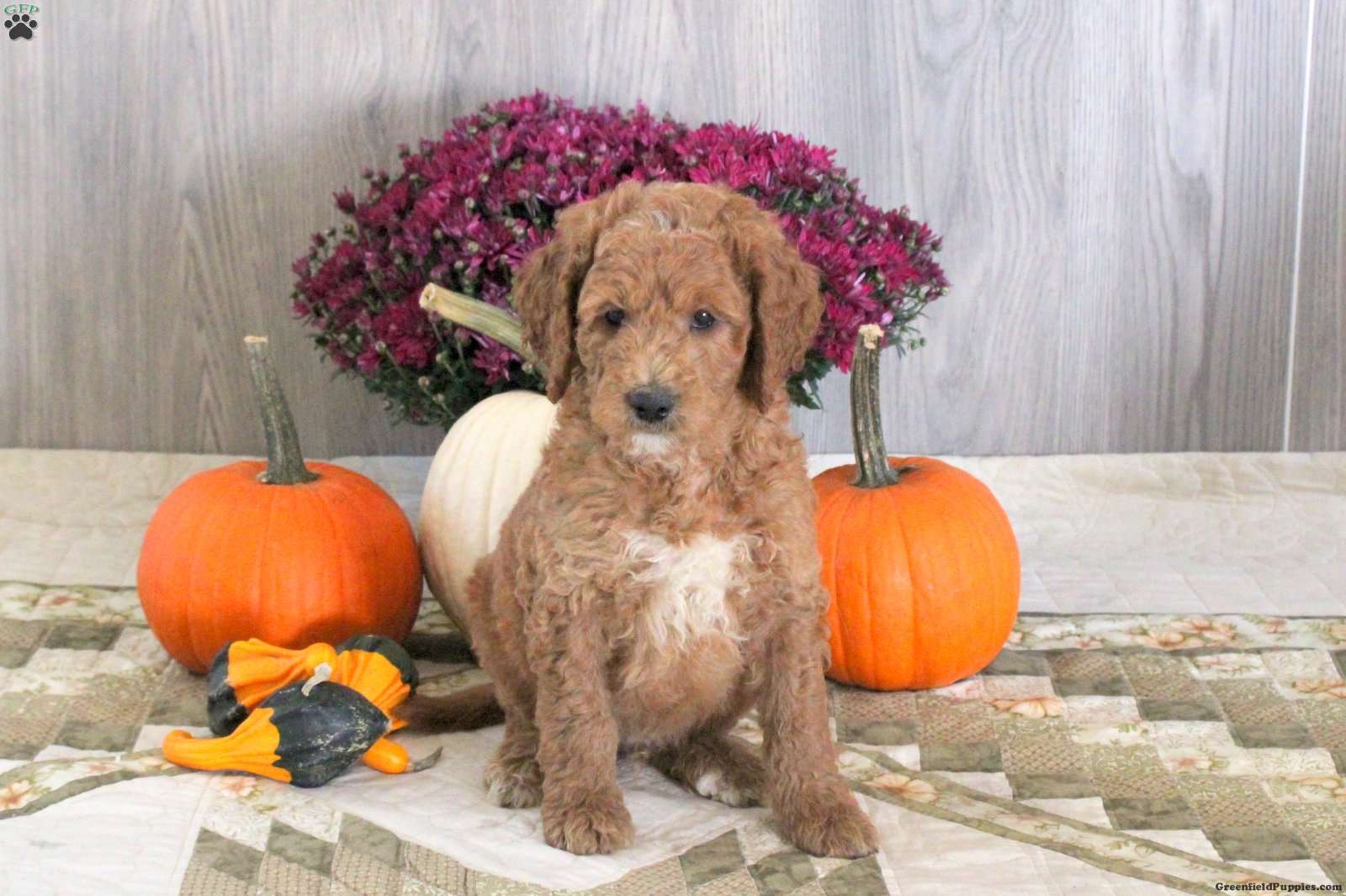 Nash (Doodle / designer cross, Male) in Kinzers, PA