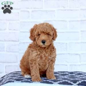Nash, Mini Goldendoodle Puppy