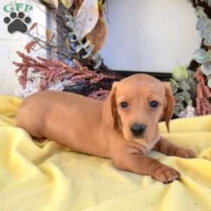 Nash, Dachshund Puppy