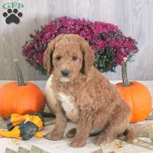 Nash, Goldendoodle Puppy