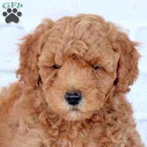 Nash, Mini Goldendoodle Puppy