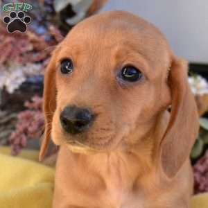 Nash, Dachshund Puppy