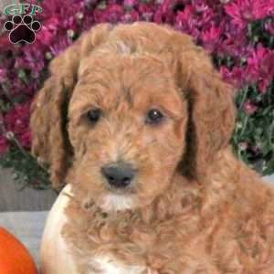 Nash, Goldendoodle Puppy