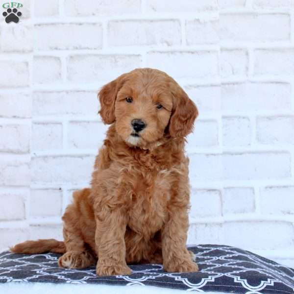 Natalie, Mini Goldendoodle Puppy