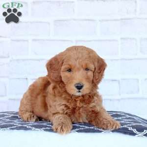 Natalie, Mini Goldendoodle Puppy