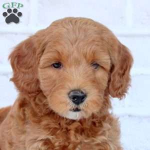 Natalie, Mini Goldendoodle Puppy