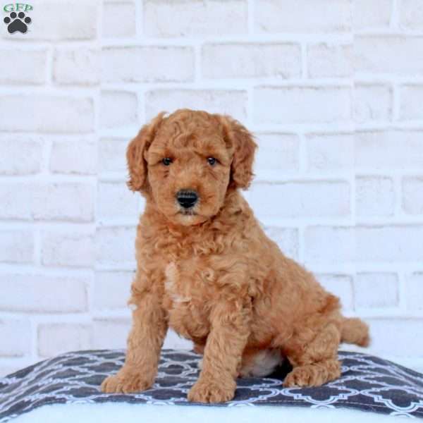 Nathan, Mini Goldendoodle Puppy