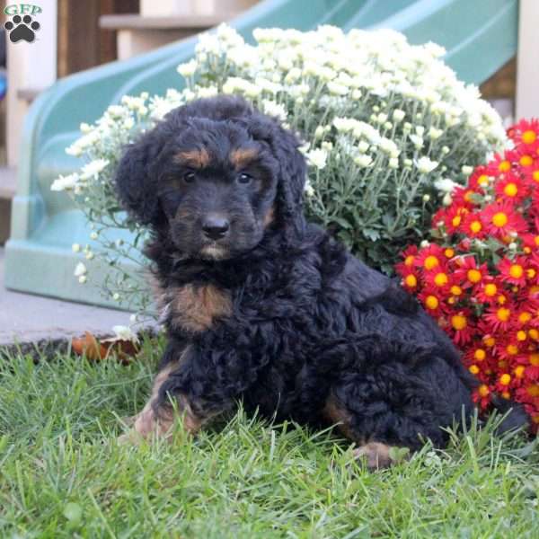 Nathan, Standard Poodle Mix Puppy