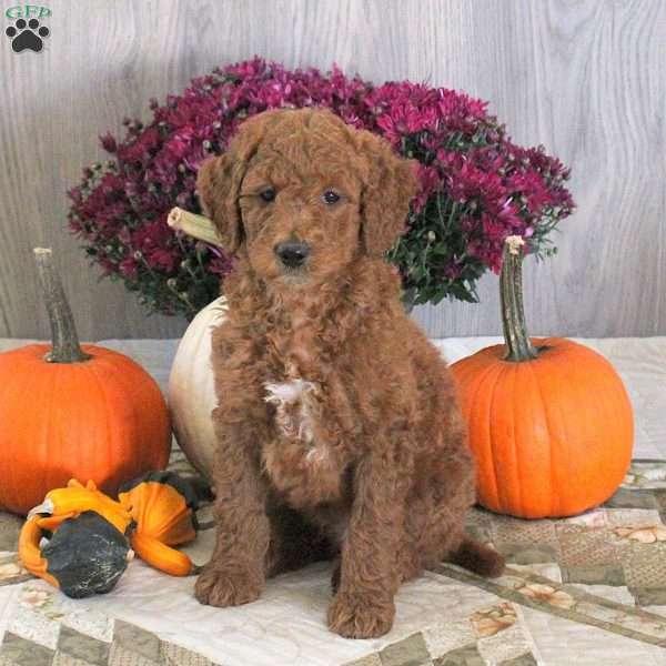Nathan, Goldendoodle Puppy